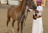 مهر