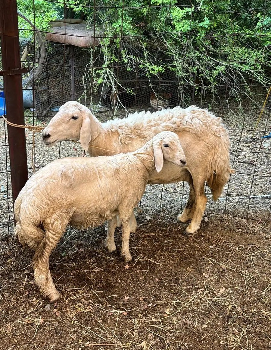 غنم صنف حريات