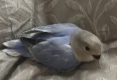فرخ روز