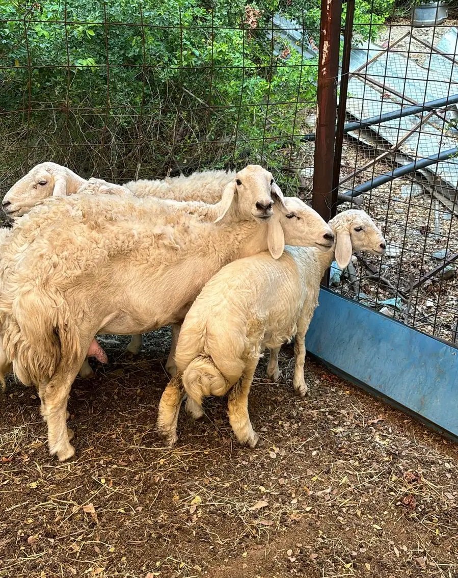 غنم صنف حريات