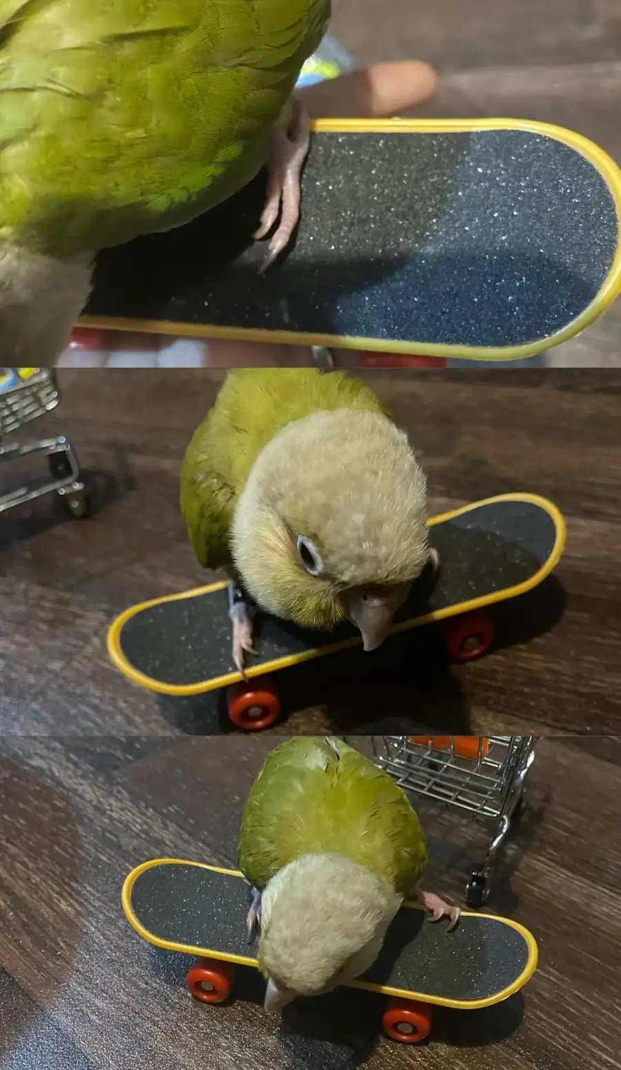 ببغاء كينور