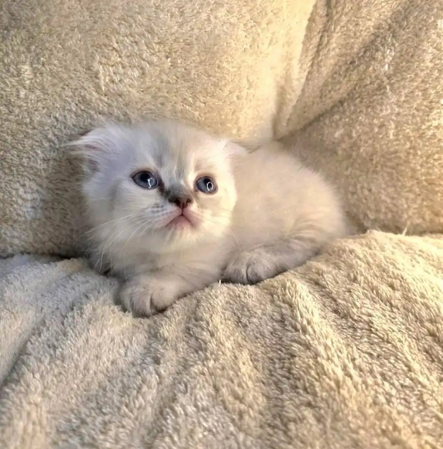 القط القزم النادر المنشكن