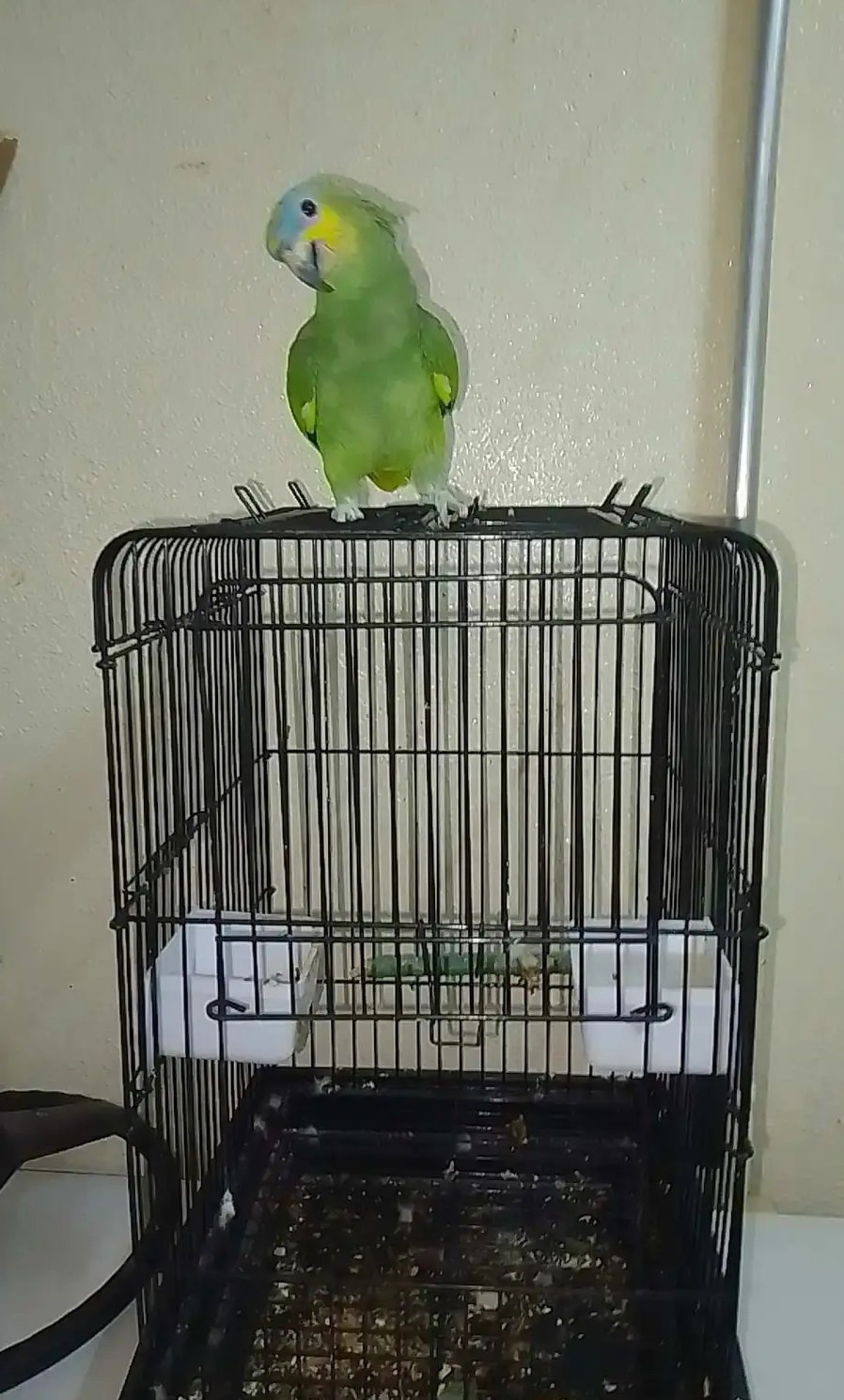 امزون الدرجه 5