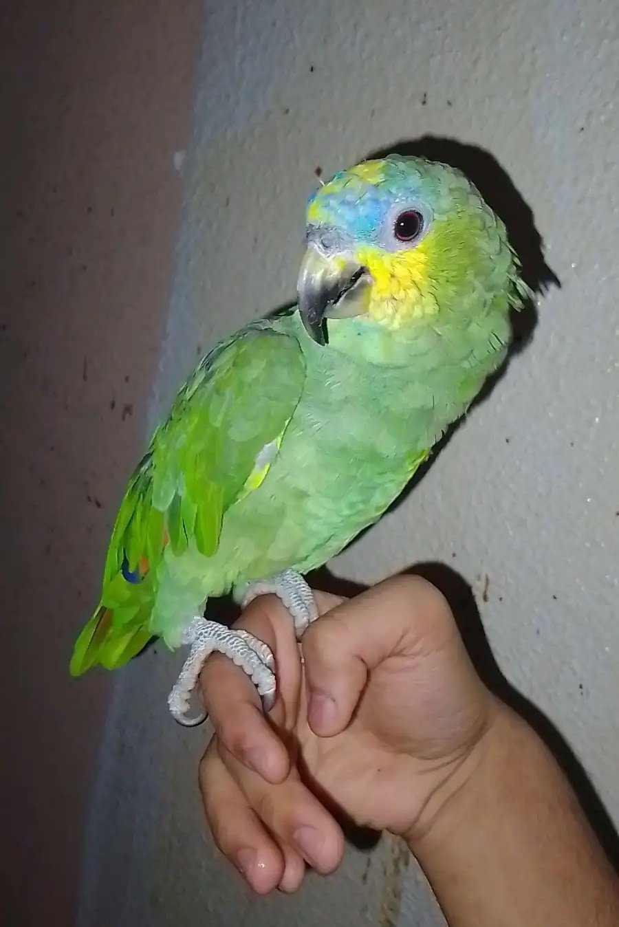 امزون الدرجه 5