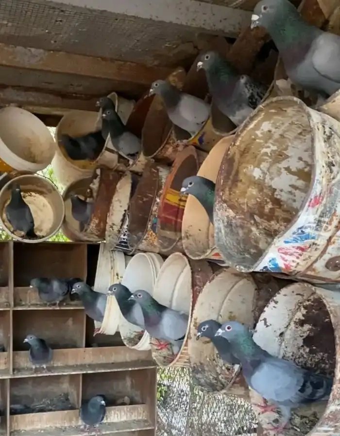 حمام زاجل ازرق