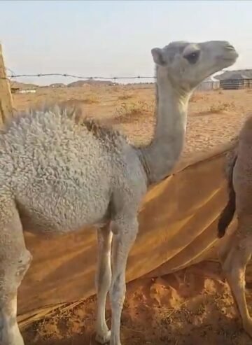 ناقه خلفه