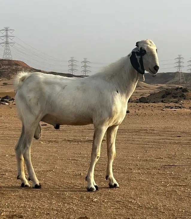 تيس فحل بيشي