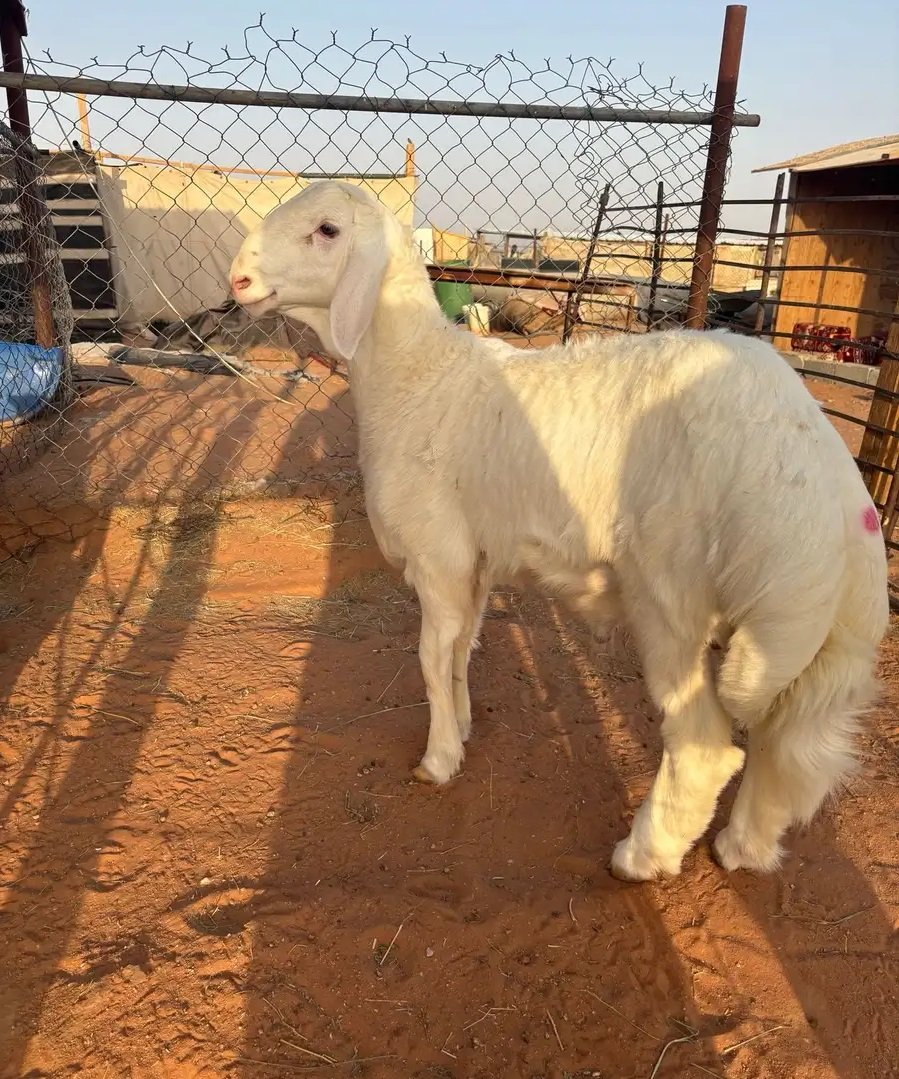 مشروع فحل حري