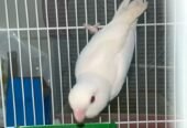 روز أنثى