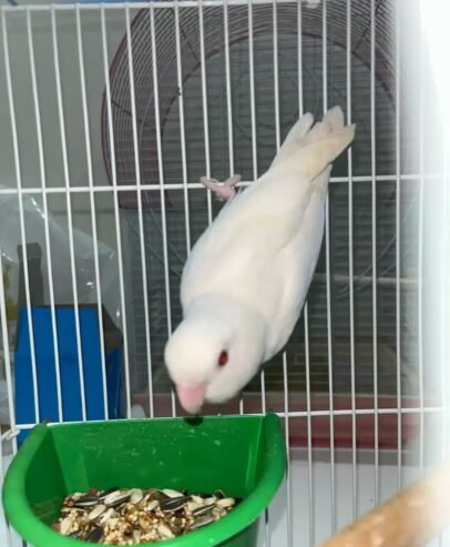 روز أنثى