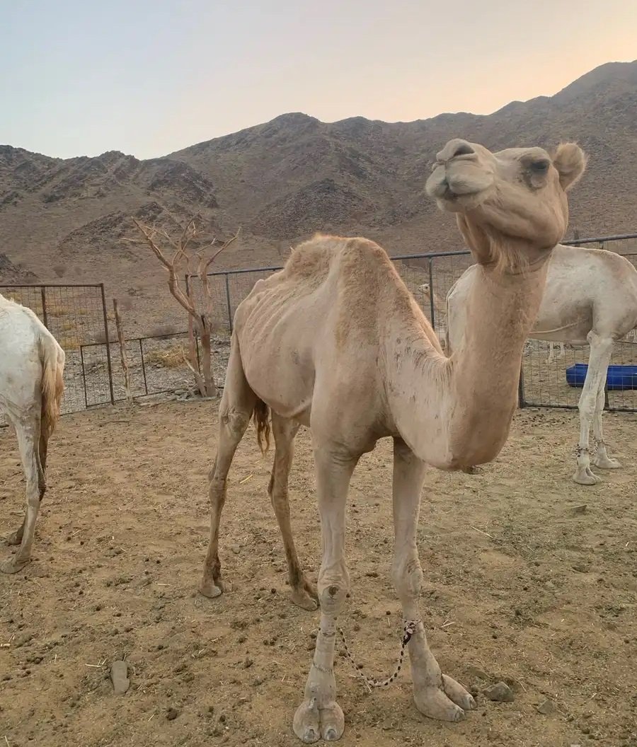 لقحه 6 فوق النصوف