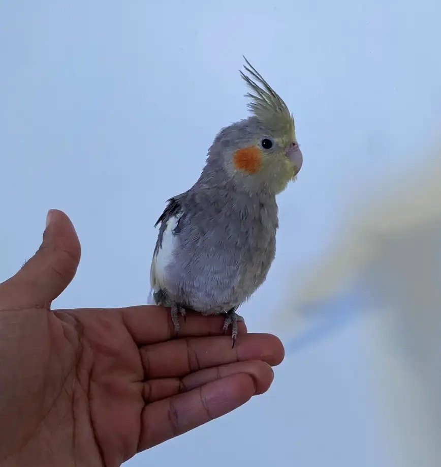 ببغاء كروان اليفه