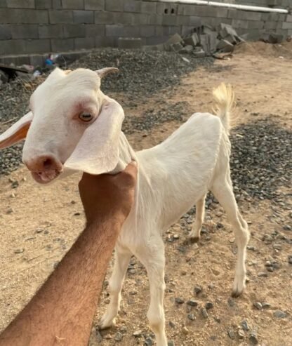 جفره