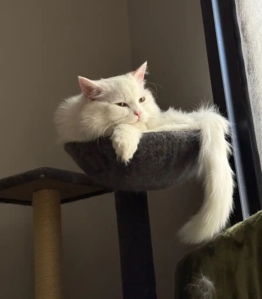 قط فارسي مكس (عمره عام واحد)