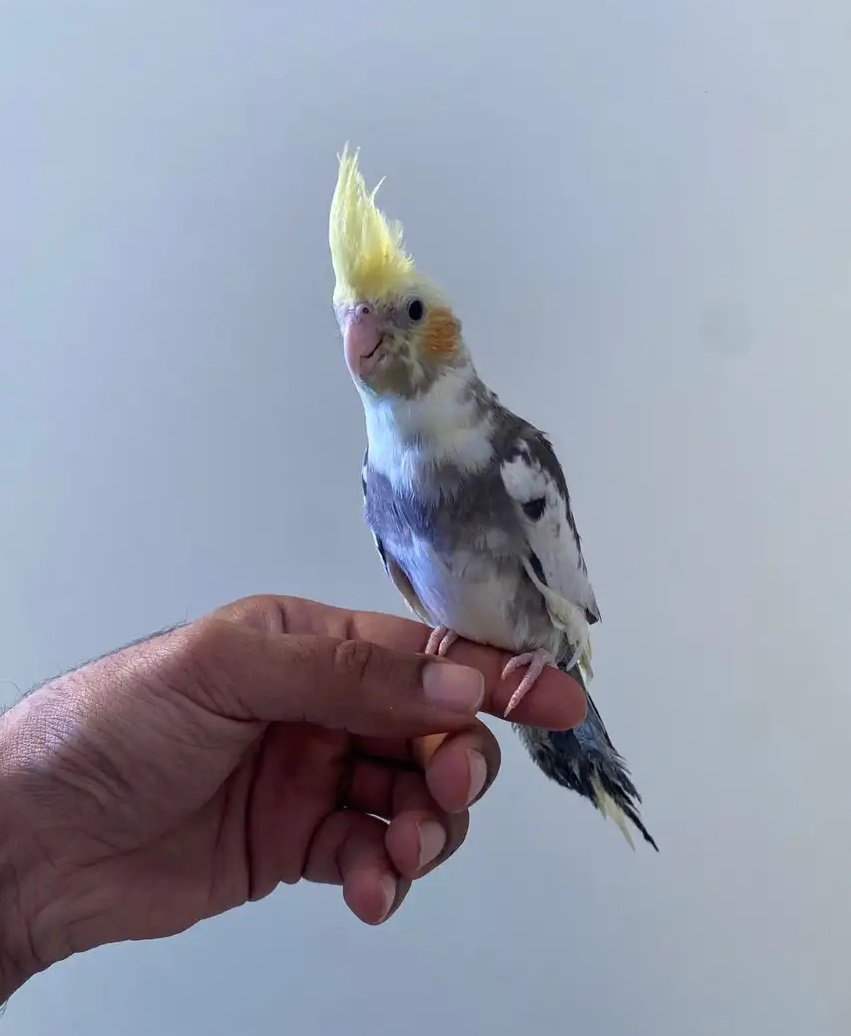 ببغاء كروان اليفه