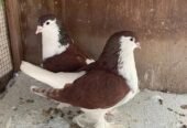 للبيع حمام شيرازي