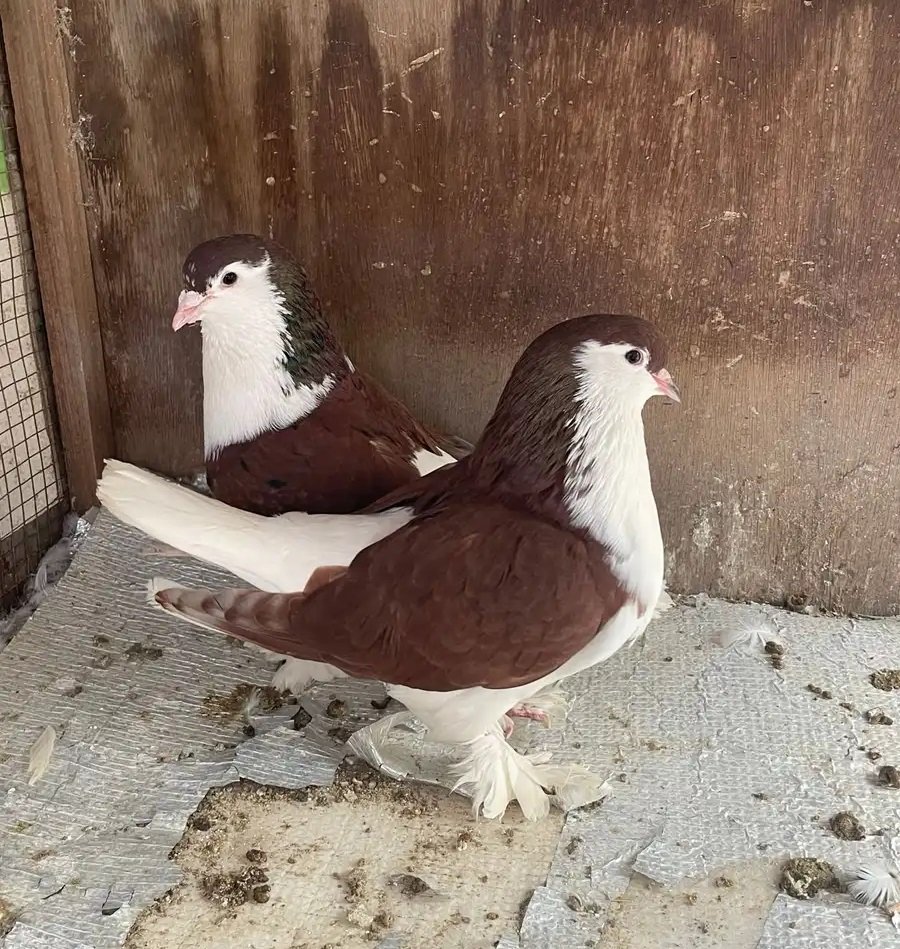 للبيع حمام شيرازي