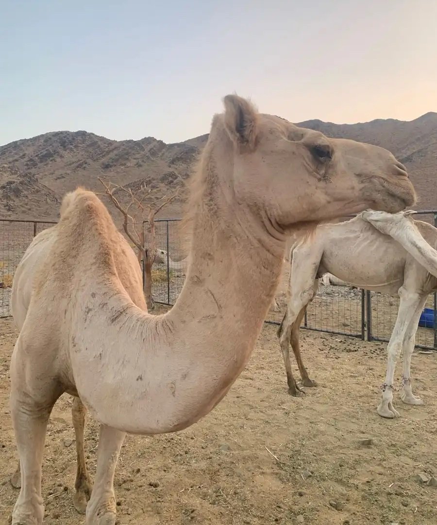 لقحه 6 فوق النصوف