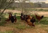 دجاج بلدي صحه شرط