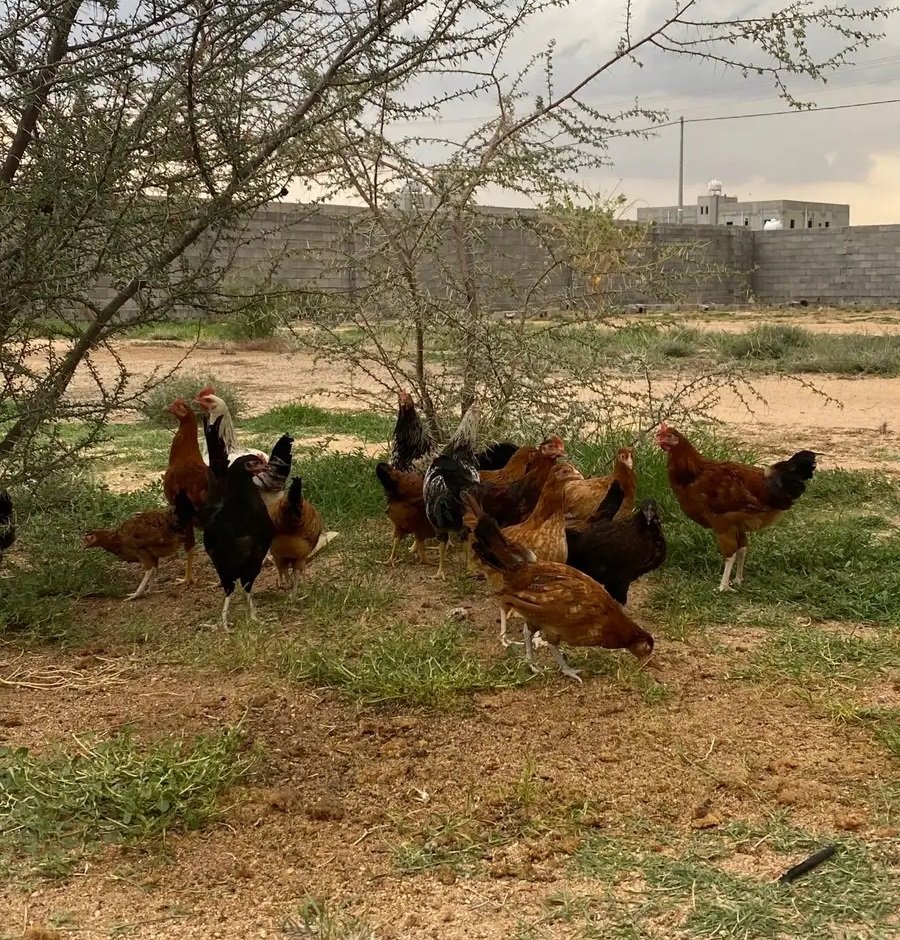 دجاج بلدي صحه شرط