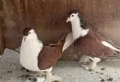 للبيع حمام شيرازي