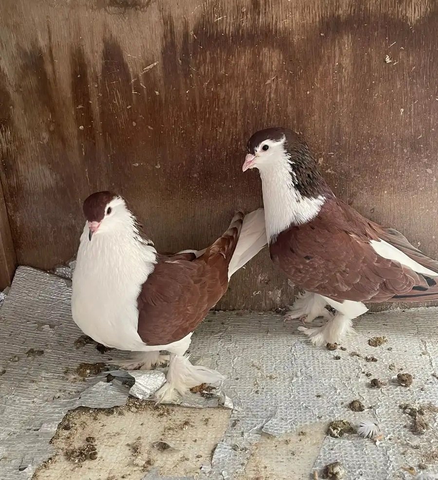 للبيع حمام شيرازي