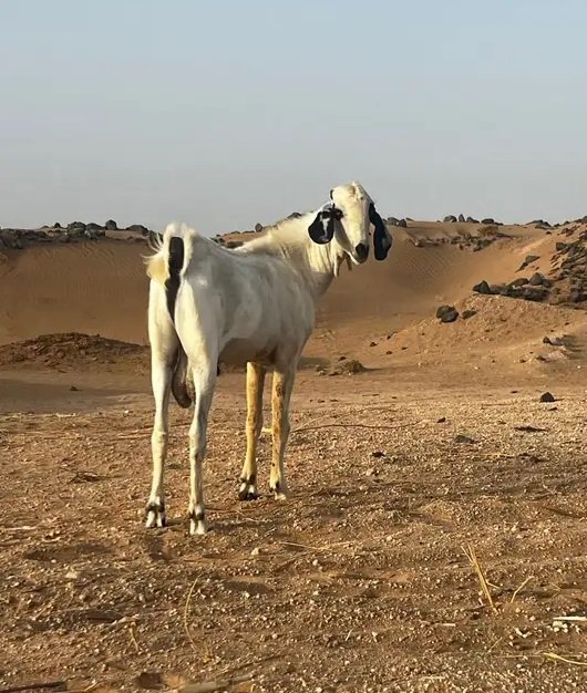 تيس فحل بيشي