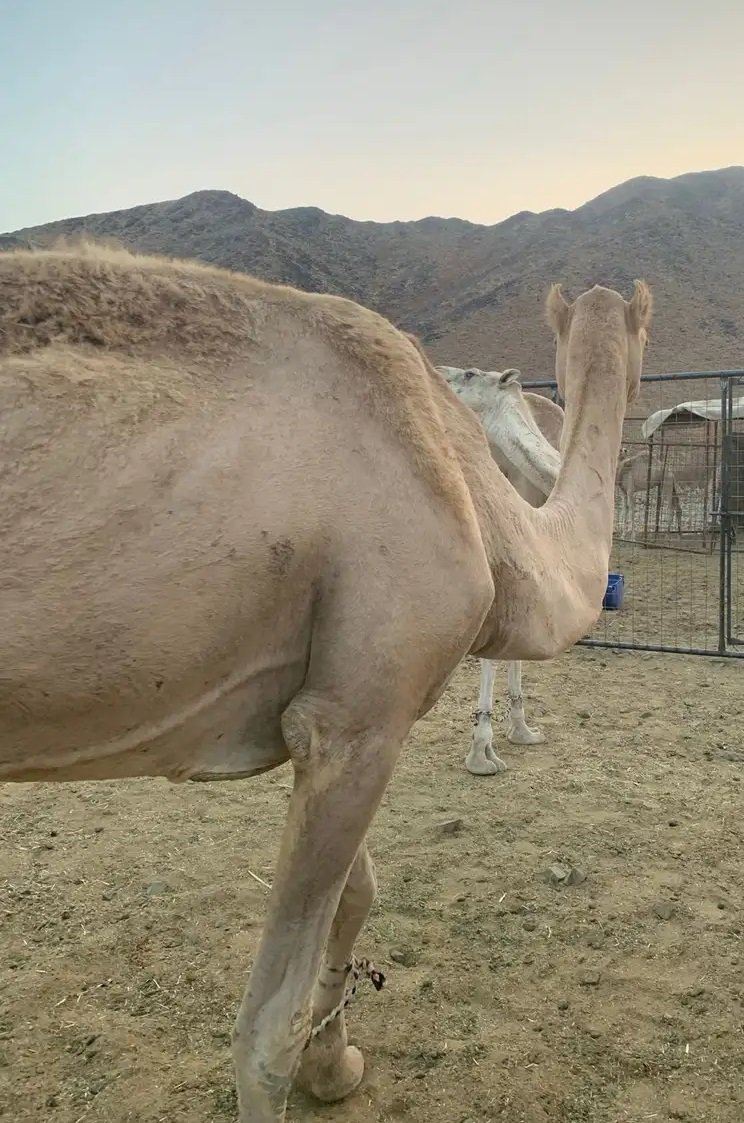 لقحه 6 فوق النصوف