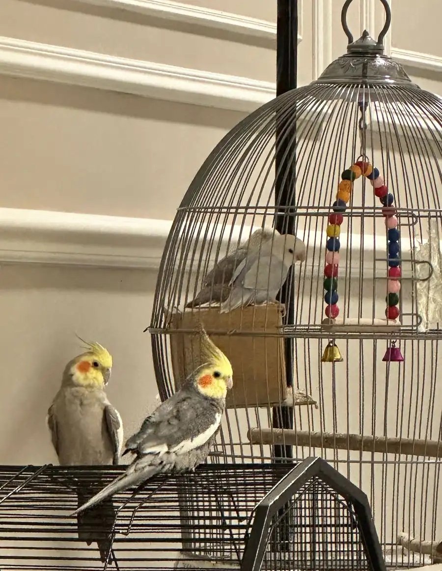 زوج روز و كروان للبيع