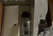 عطر لافيرن