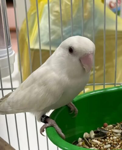 روز أنثى