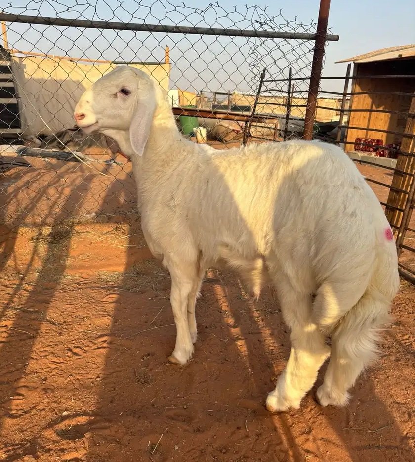 مشروع فحل حري