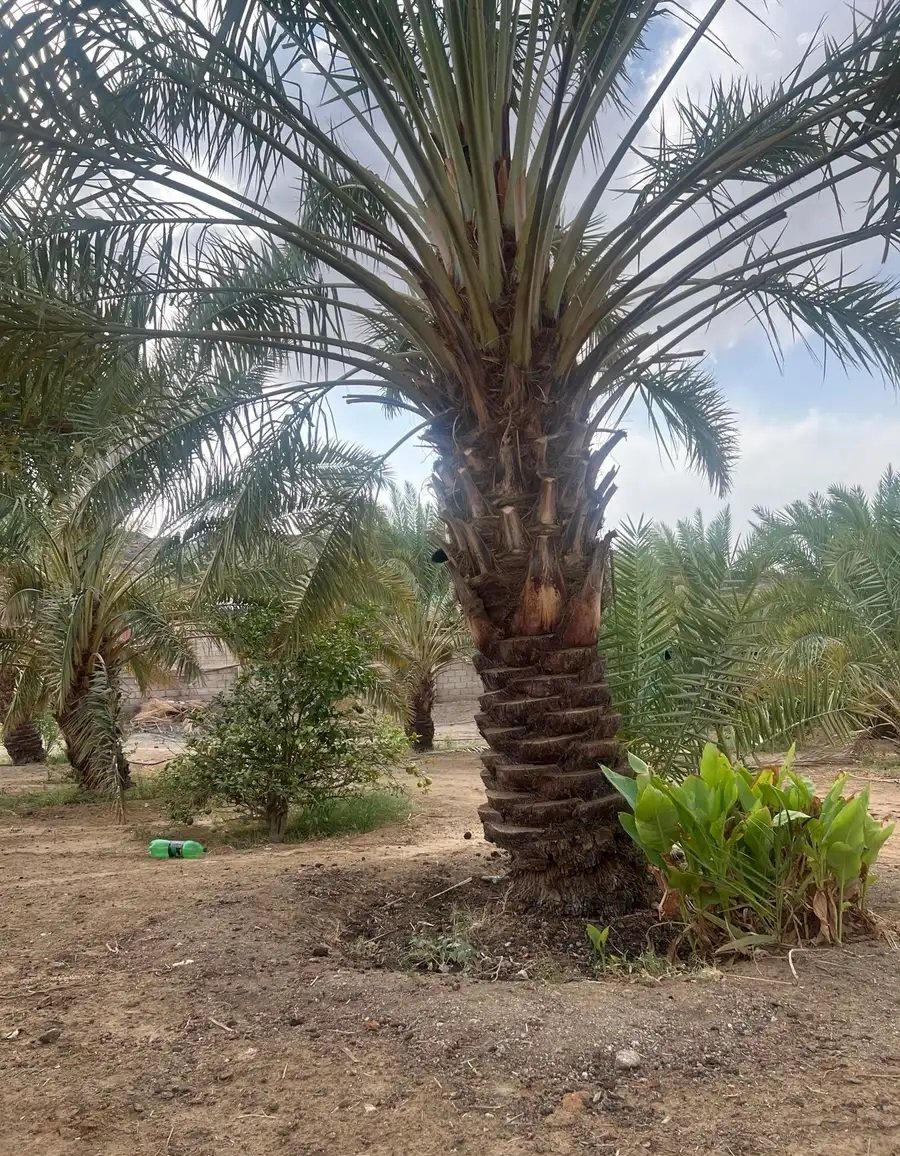 نخل صفري للبيع