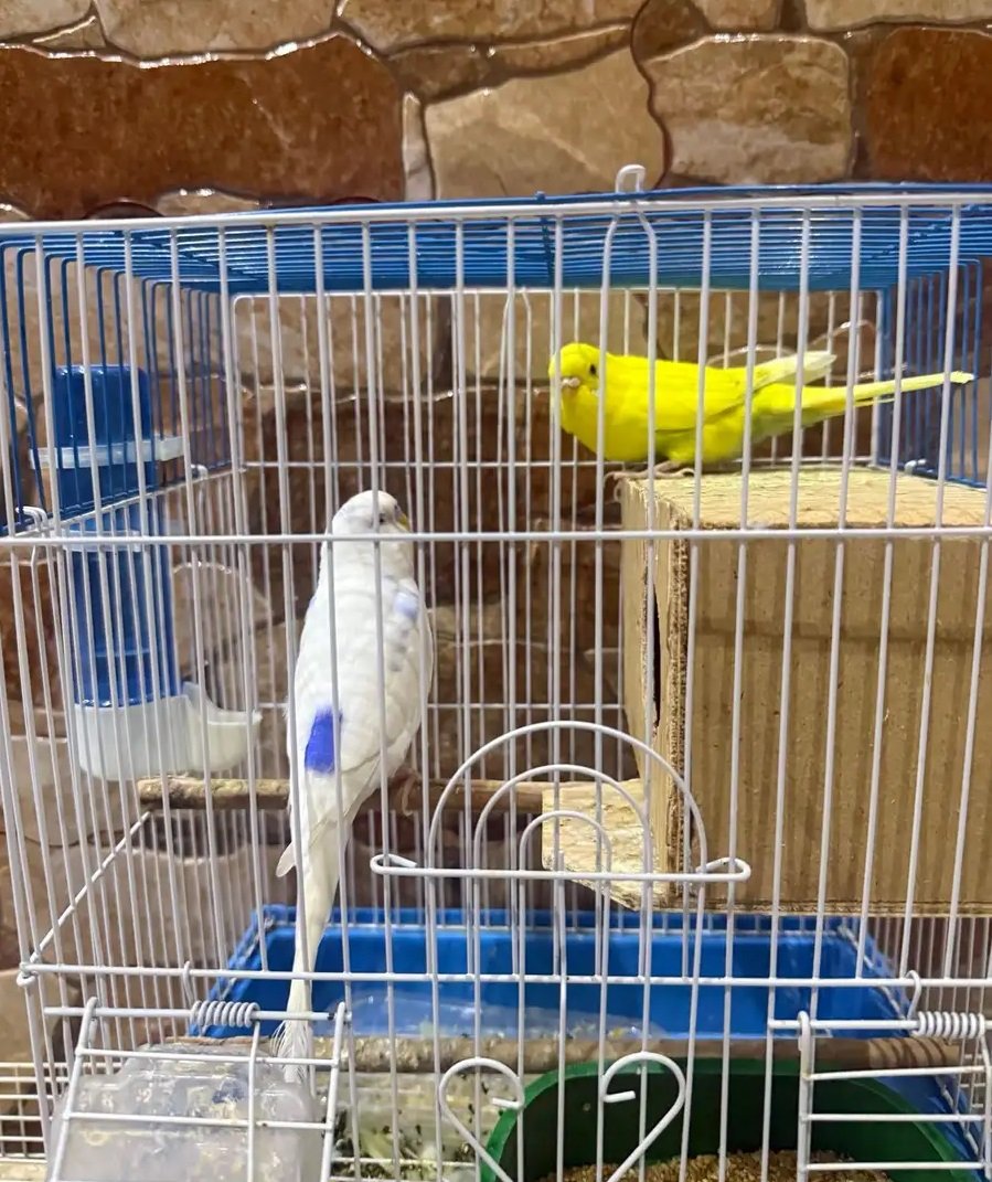 طيور باجي نضيفه وسليمه العذاريب