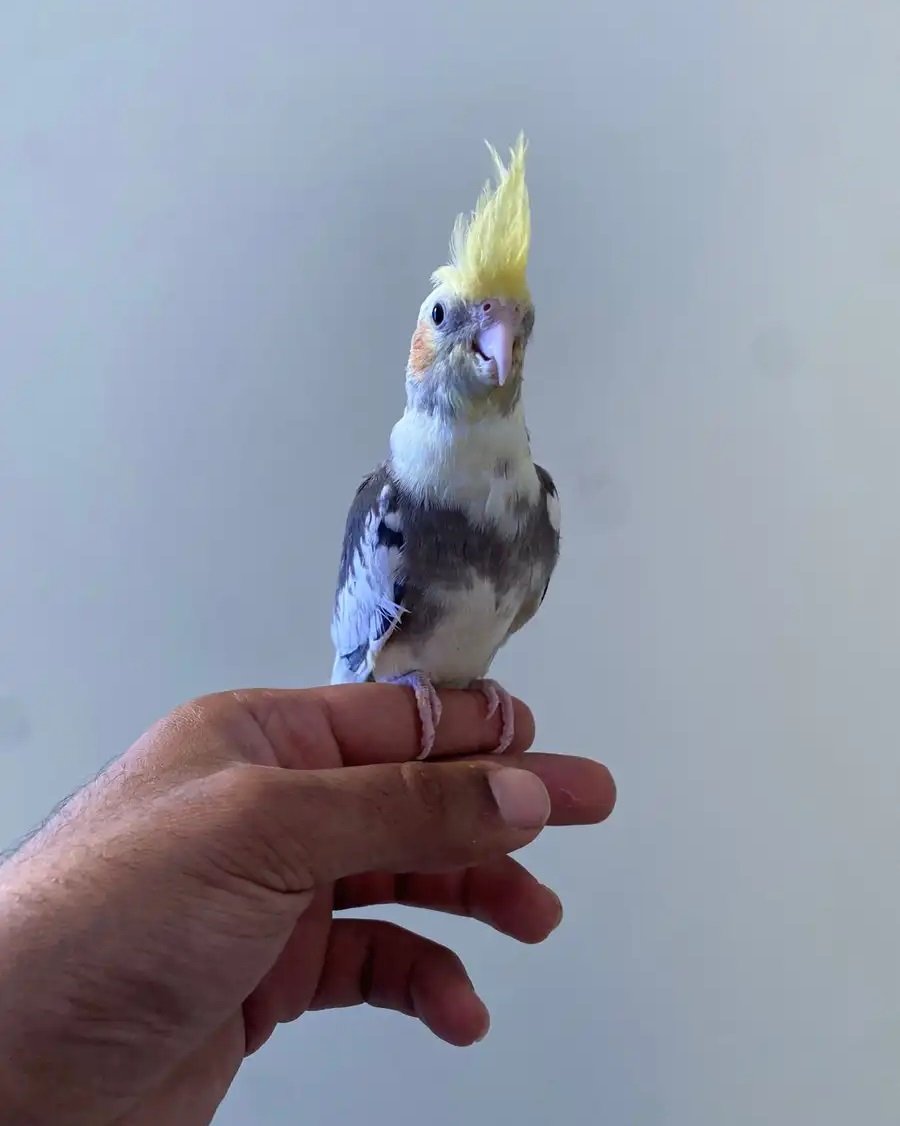 ببغاء كروان اليفه