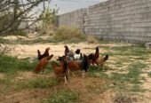 دجاج بلدي صحه شرط