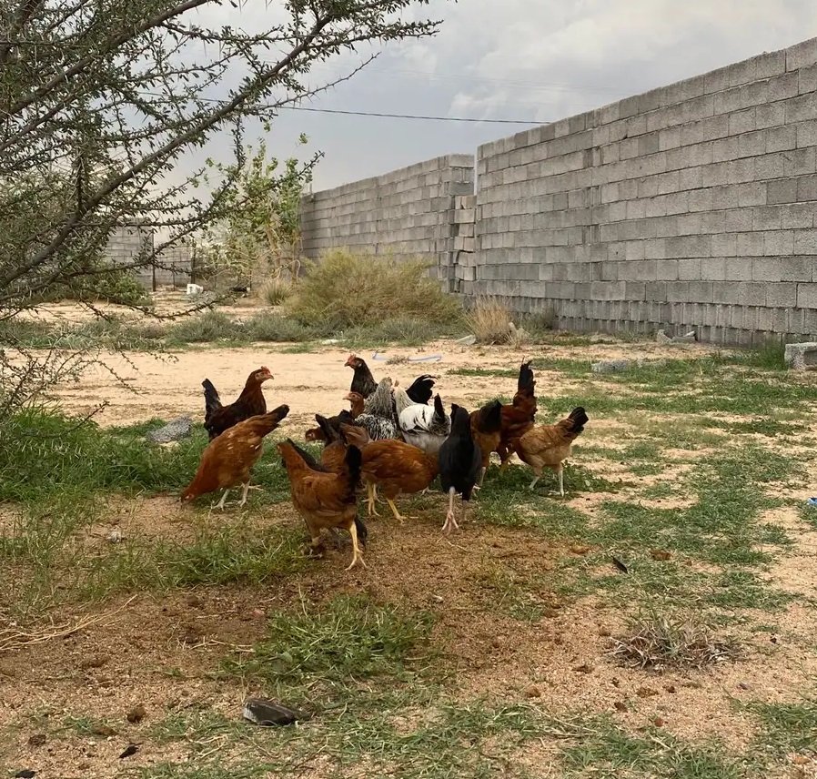 دجاج بلدي صحه شرط