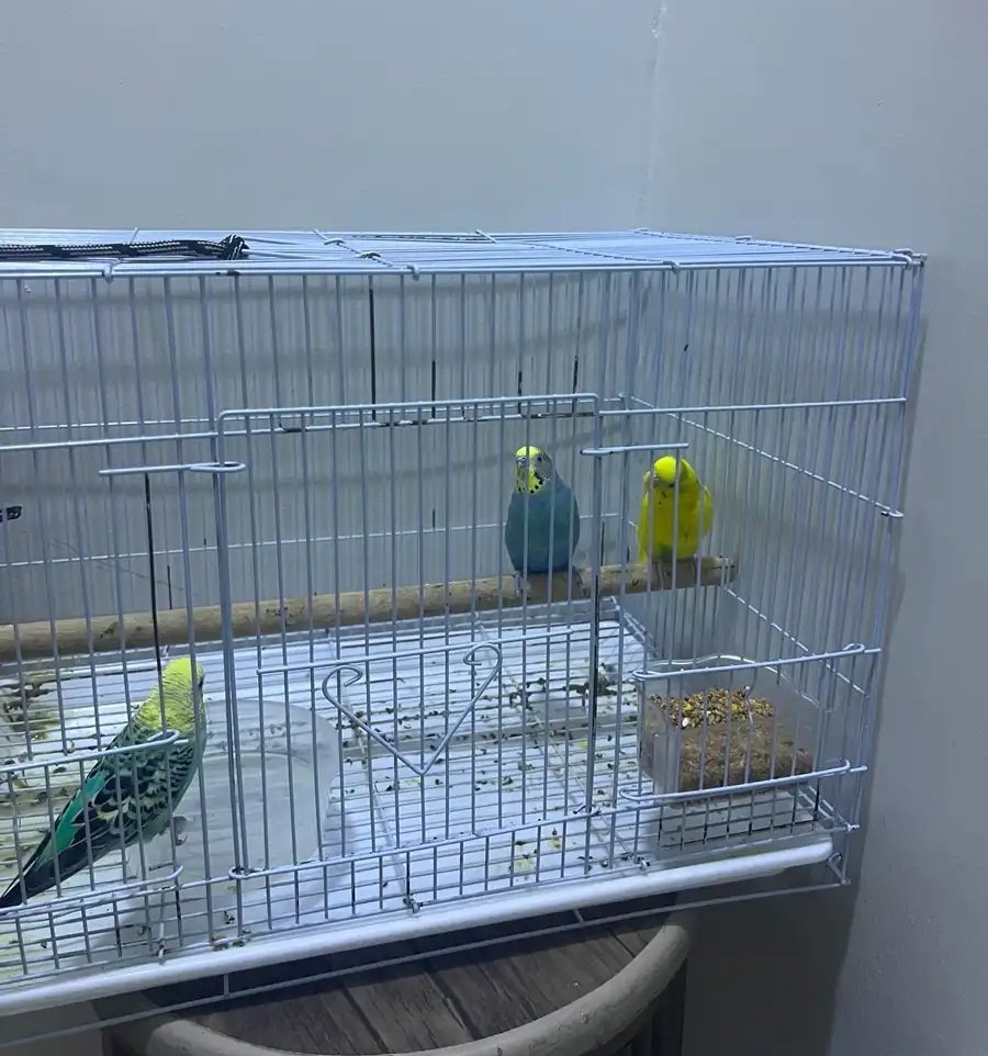 بغبغان سعر 200 ريال منها 3 مع القفص حقها