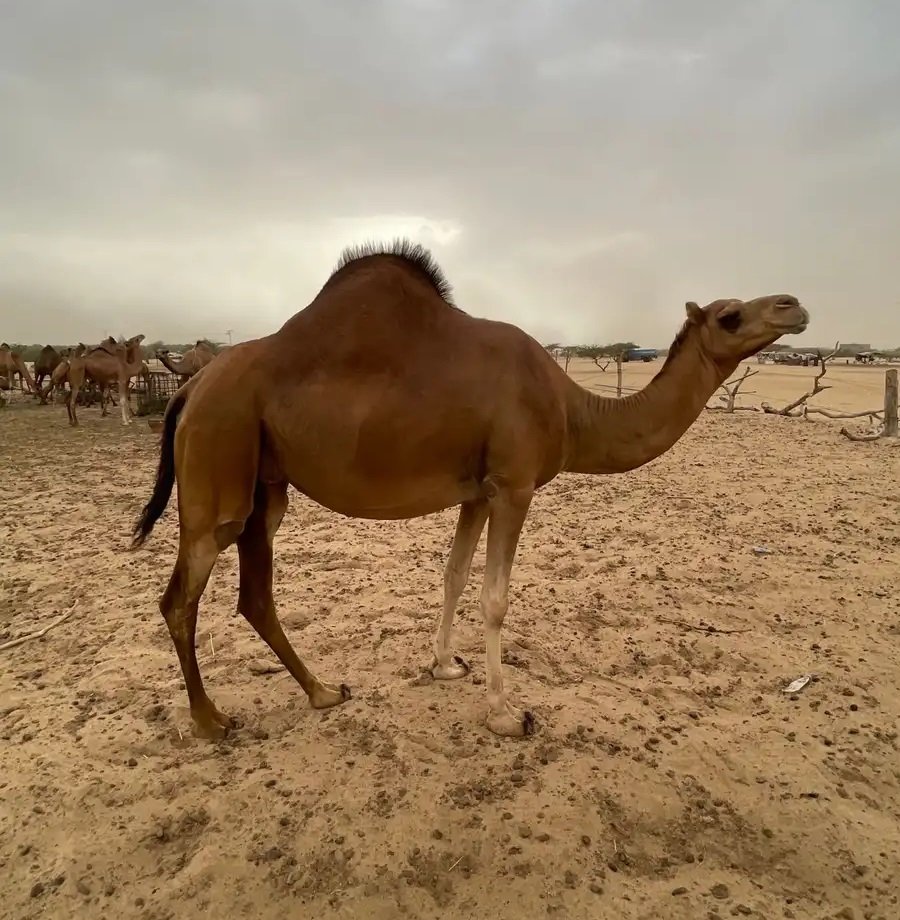 ناقه ساحليه حمرا مدني