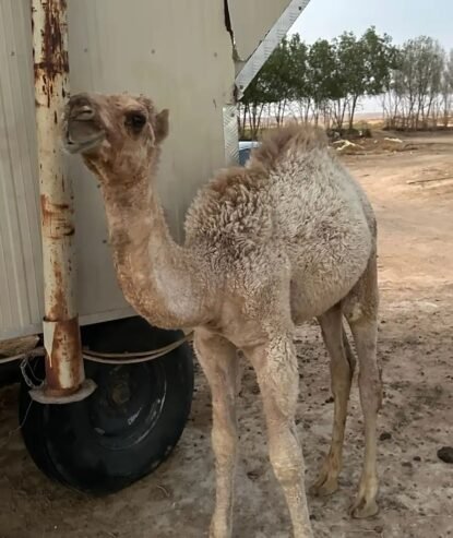 قعود