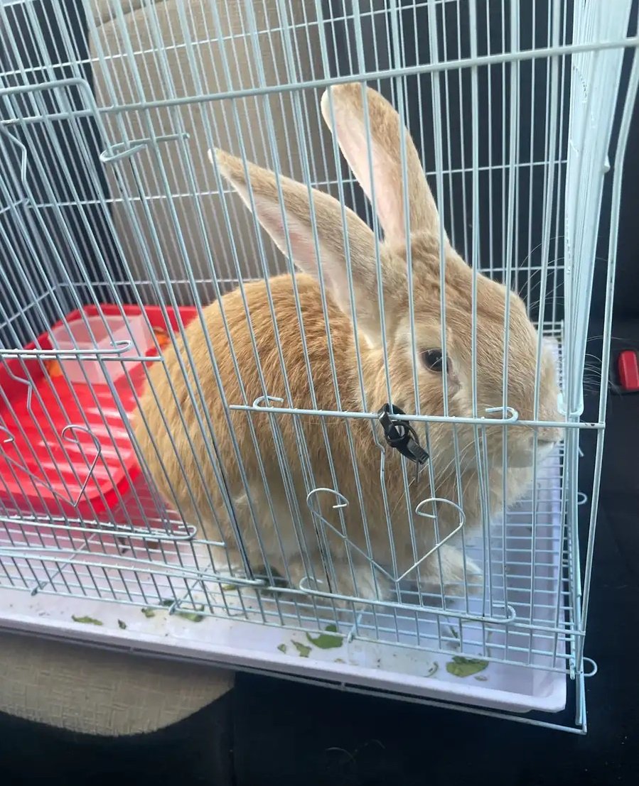 ارنب ذكر للبيع