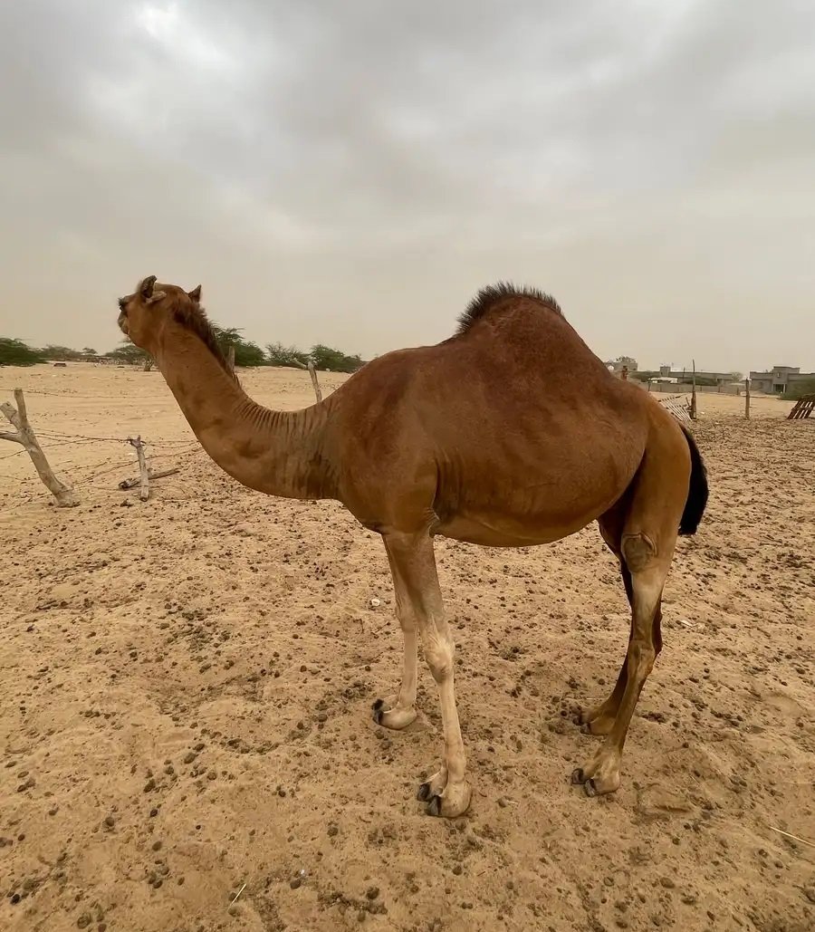 ناقه ساحليه حمرا مدني