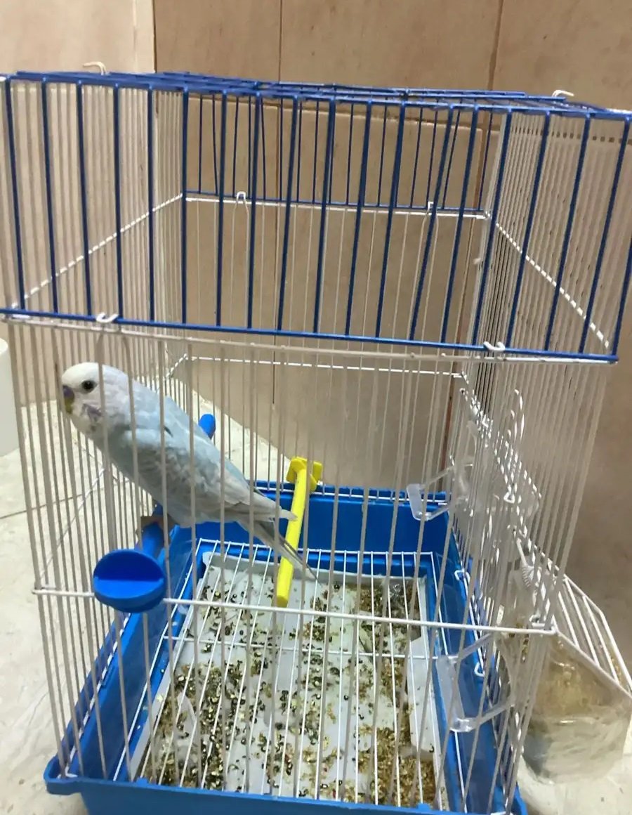 عصفور الي البيع بي 120