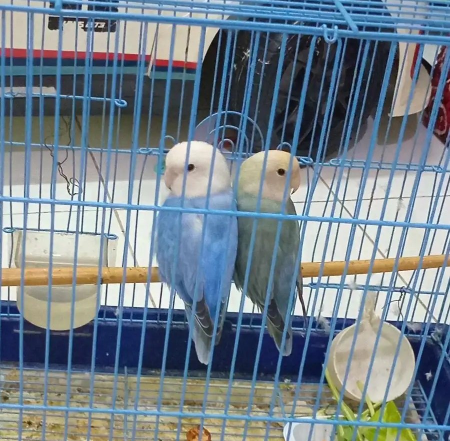 طيور روز للبيع