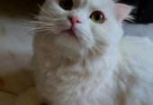 قطه سكوتش فولد للبيع