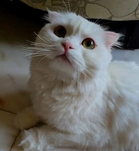 قطه سكوتش فولد للبيع
