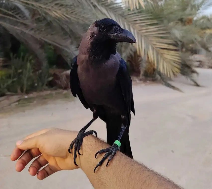 غراب أليف للبيع