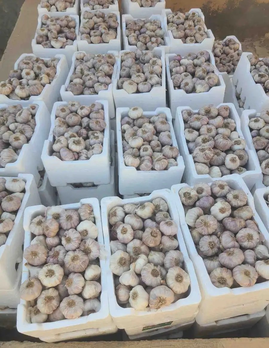 ثوم أحمر بلدى يوجد كميات ( فلينة _ كيلو _ طن )