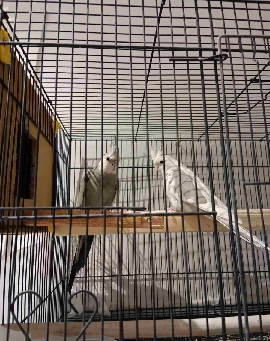 كروان هولندي