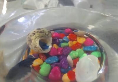 1530×2040-1_-CeRfxJUvJjIKYd.jpg-900